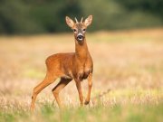 Capriolo