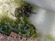 Nuovo rilascio in natura di esemplari di testuggine palustre "Emys" orbicularis sottospecie ingauna