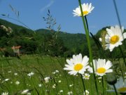Lavori di manutenzione straordinaria della rete sentieristica “Bormida Natura” e “Terre Alte” e conservazione della biodiversità nella Riserva naturale regionale dell’Adelasia