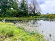 Progetto Life Urca Proemys. Ad Albenga il rilascio in natura di 11 testuggini palustri e l'inaugurazione di nuove aree realizzate per ospitare le Emys.  