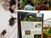 Progetto Life Urca Proemys. Ad Albenga il rilascio in natura di 11 testuggini palustri e l'inaugurazione di nuove aree realizzate per ospitare le Emys.  