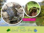Celebriamo insieme la Giornata Mondiale delle Tartarughe! Il 23 maggio si celebra la World Turtle Day Celebriamo insieme la Giornata Mondiale delle Tartarughe! Il 23 maggio si celebra la World Turtle Day