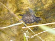 Emys orbicularis, la testuggine palustre ingauna