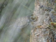 Emys orbicularis, la testuggine palustre ingauna