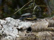 Progetto Life Urca Proemys. Ad Albenga il rilascio in natura di 11 testuggini palustri e l'inaugurazione di nuove aree realizzate per ospitare le Emys.  