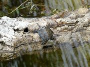 Testuggine palustre (Emys orbicularis ingauna)