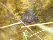 Testuggine palustre (Emys orbicularis ingauna)