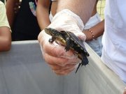 Testuggine palustre (Emys orbicularis ingauna)