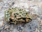 Pelodytes punctatus