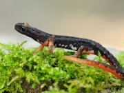 Salamandrina perspicillata