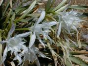 Giglio delle spiagge (Pancratium maritimun L.) 