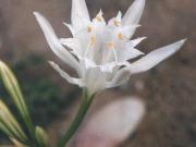 Giglio delle spiagge (Pancratium maritimun L.) 