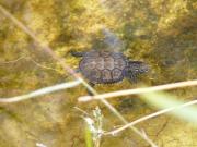 Testuggine palustre europea Emys orbicularis ingauna