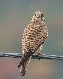 Gheppio, Falco tinnunculus (ph: Sandro Grimaldi)