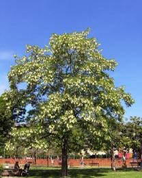 Acacia (Ph: Mario Marchisio)