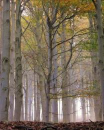 Alberi del Melogno (Ph: Giancarlo Silvestrini)