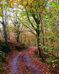 Alberi del Melogno (Ph: Giancarlo Silvestrini)