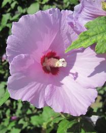 Althaea Rosea (Ph: Mario Albertina)