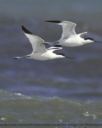 Avocette su mare in burrasca, Foce del Centa. Foto di Sandro Grimaldi