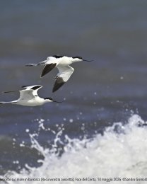 Avocette su mare in burrasca, Foce del Centa. Foto di Sandro Grimaldi