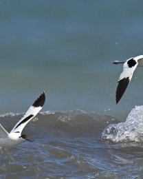 Due Avocette in volo affrontano il libeccio. Isola Gallinara. Foto di Sandro Grimaldi