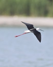 Cavaliere d'Italia, Albenga (SV). Foto di Sandro Grimaldi