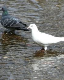 Colombo Albino (Ph: Pietro Baccino)
