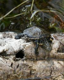 Tartaruga Emys (Ph: Provincia di Savona)