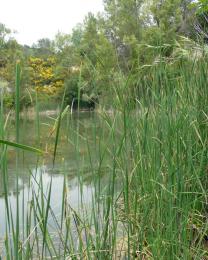 Tartaruga Emys (Ph: Provincia di Savona)