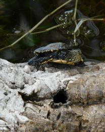 Tartaruga Emys (Ph: Provincia di Savona)