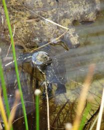 Tartaruga Emys (Ph: Provincia di Savona)