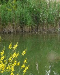 Ambiente della Tartaruga Emys (Ph: Provincia di Savona)