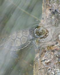 Tartaruga Emys (Ph: Provincia di Savona)