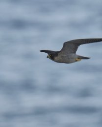 Falco Peregrinus a caccia sul Promontorio di Capo Mele. Foto di Sandro Grimaldi