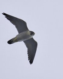 Falco peregrinus in volo, Capo Mele (SV). Foto di Sandro Grimaldi