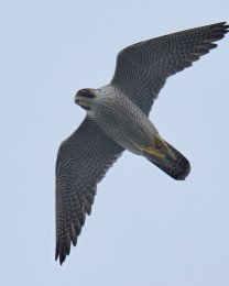 Falco peregrinus in volo, Capo Mele (SV). Foto di Sandro Grimaldi