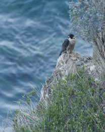 Falco peregrinus su una falesia del Ponente ligure. Foto di Sandro Grimaldi