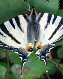 Farfalla (Ph: Renza Delbuono)