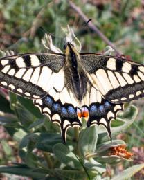 Farfalla (Ph: Renza Delbuono)