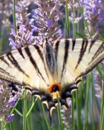 Farfalla (Ph: Renza Delbuono)