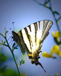 Farfalla (Ph: Vittorio Patrone)