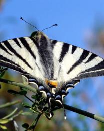 Farfalla (Ph: Vittorio Patrone)