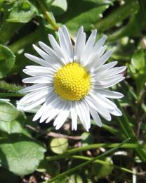 Fiore di Stella (Ph: Cristina Parente)