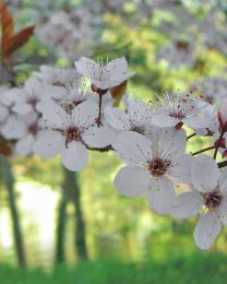 Primavera (Ph: Franco Galatolo)