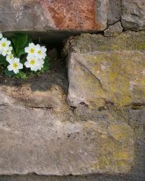 Primavera (Ph: Franco Galatolo)