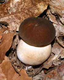 Boletus aereus (Ph: Pietro Baccino)