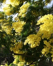 Mimosa (Ph: Provincia di Savona)