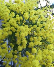 Mimosa (Ph: Provincia di Savona)