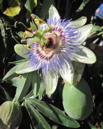 Passiflora (Ph: Mario Marchisio)