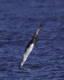 Sula nell'atto di tuffarsi in mare per cacciare i pesci (Ph: Sandro Grimaldi)